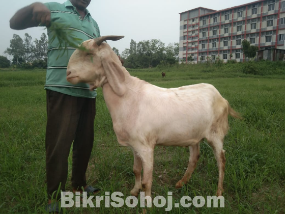 বাড়িতে পালিত কুরবানির জন্য বিভিন্ন সাইজের ছাগল বিক্রি